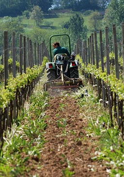 Weinberg | Weinhandel Monasteria in Münster | Ihr Wein-Experte